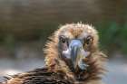 USA, Colorado, Denver, Denver Zoo. Head of captive cinereous vulture. Art Print